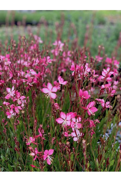 Гнучкі стебла гаури з строкатими квітами
